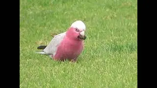 Pink galah selecting Araucaria seeds