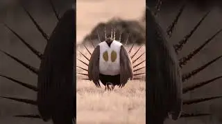 Rare Birds in the Wild You&rsquo;ve Never Seen Before | Nature&rsquo;s Hidden Wonders