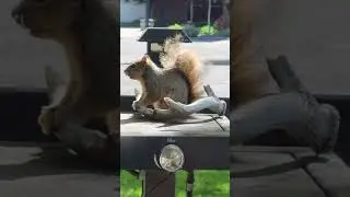 Squirrel brushing his teeth while the shitzu sleeps.