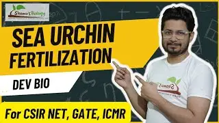 Sea urchin fertilization csir net life science | Fertilization steps explained in Hindi