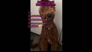 Top 5 Poodle Moments ☺️comment your reaction below #top5 #viral #reels #dogshorts