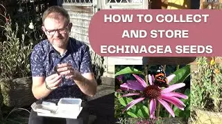 How to Collect and Store Echinacea Seeds | Saving Coneflower Seeds | Autumn Seed Collection