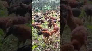 Aseel chicks sale ap and ts 9948104810 Raju reddy