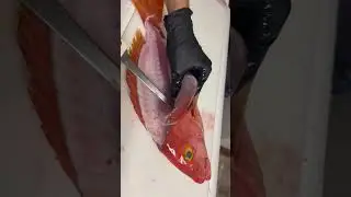 Yelloweye Snapper love. Have you had the privilege of eating these delicious creatures? #fishing