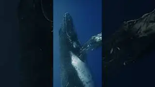 Whale Wars Deep Battle Scars #whale