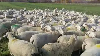 Pen Setup To Catch Individual Sheep