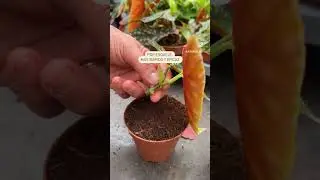 2 maneras de propagar begonia 💚#begoniamaculata #plantslife #plantasinterior #plantlover #plantas