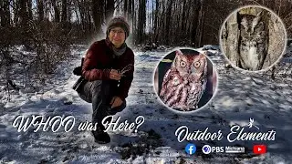The Owl Crime Scene: Who Killed the Screech Owl? | Outdoor Elements