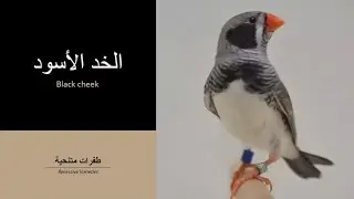 طفرات الزيبرا فينش | الخد الأسود Black Cheek
