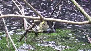 Goldcrest bathing