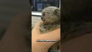 Unraveling the Fascinating World of Miniature Primates #facts#animals#wildlife#nature#unique#habits