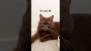 Cute brown cat #cat #browncat #catlover #cute #kitten #britishshorthair