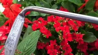 The world famous DeWit&reg; Cape Cod Weeder