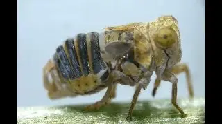 Oxford researchers discover how planthoppers communicate
