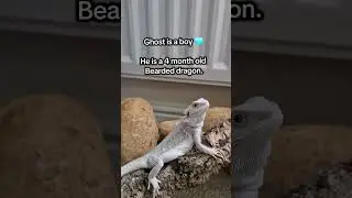 Zero morph wero bearded dragon 🥰👻