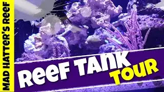 Waterbox Reef Tank Tour