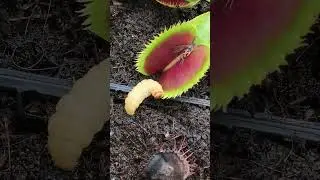 CARNIVOROUS PLANTS dionaea, sarracenia, drosera