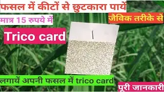 Tricho card | trico card | गन्ने की फसल में बेधक कीटों को खत्म करने का जैविक तरीका | trichocard use