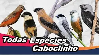 Todas Espécies de Caboclinho