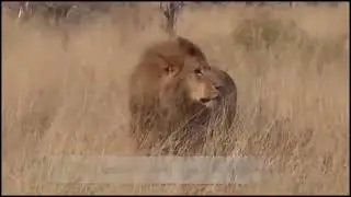 WILD ANIMALS HUNTING vuln&eacute;rable PREY