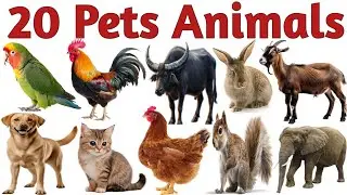 पालतू जानवरों के नाम सीखें 20 Pets Animals Names in English for Kids Vocabulary Learning Preschool