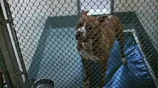 Pit Bull Paradox&nbsp;- Examines adopting pit bulls (Film clip)