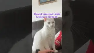 Une assistante personnel🐈