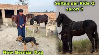 New German Shepherd Dog 🐶 || Sultan Par Ride Q Zarori ?