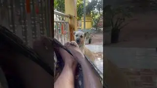 Wak up 😀 #animalshorts #dog #cambodia #🇰🇭