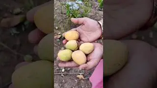 Desi aam(mango) 🥭🥭... #shorts #mango #villagelife