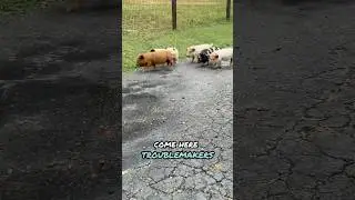 Their dad wasn&rsquo;t impressed. #kunekune #piglet #cuteanimals #homestead