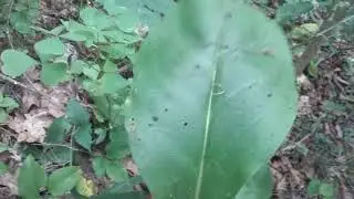 Ethically harvesting wild Comfrey : Cynoglossum virginianum