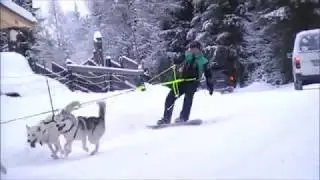 Cato Lunde is snowboarding with Siberian huskies