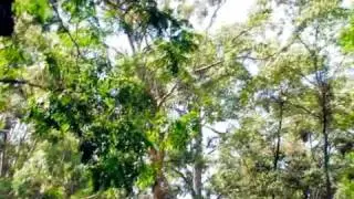 Afuyo Malo master by Change Otieno HD
