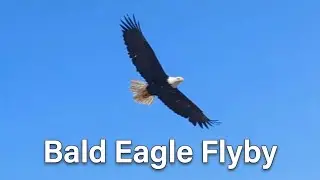 A New Day of Sneakin' Up On Some Bald Eagles