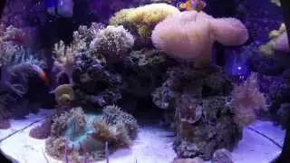 Biocube 29 - Feeding