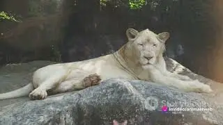 Dawn to Dusk: A Lion's Epic Journey.