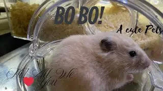 HEPL ME TO CLEAN MY BODY#cute #hamster #hamsterkombat