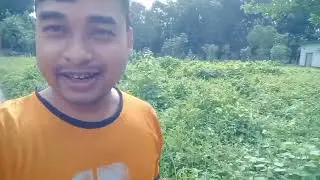 Aracan jungle...