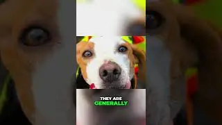 Istryjski pies gończy: Dziki myśliwy, wierny towarzysz 🐶❤️