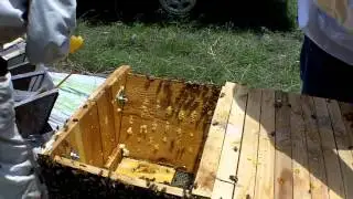 Moving Top Bar Hives and other Minor Disasters