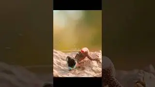 Australian Golden Tailed gecko