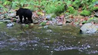 HOLY CRAP IT'S A BEAR