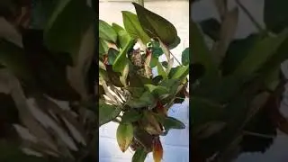 A Restrepia Cross