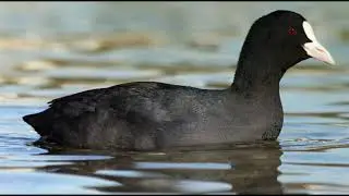 Coot 1h bird sound