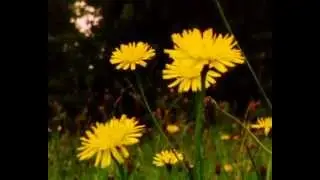 Canon AutoZoom 518 / Vision3 200T Super 8 Test