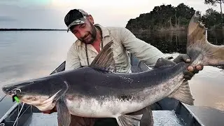 PESCE GATTO GIGANTE DELL'AMAZZONIA - HD by YURI GRISENDI