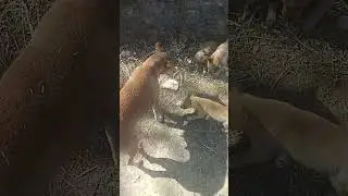 Itna Sara ak sath roti kha gaya bache log#funnyanimal #streetdog #funnydog #dogreaction