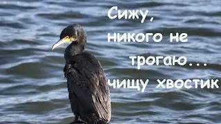 Большие бакланы (лат. Phalacrocorax carbo hanedae) / Japanese Great Cormorants / カワウ