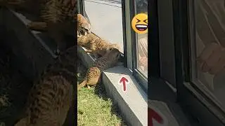 Meerkats: 